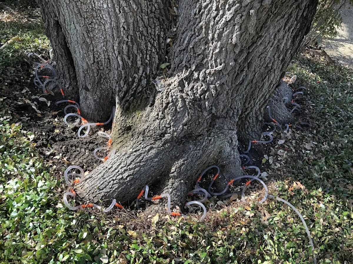 Detailed Tree Cabling and Bracing job site in Aiken