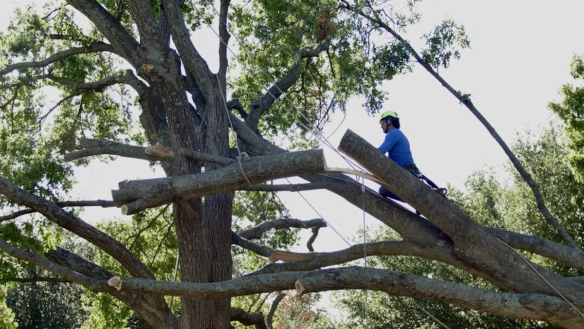 Professional Crown Thinning performed by certified arborists in Aiken